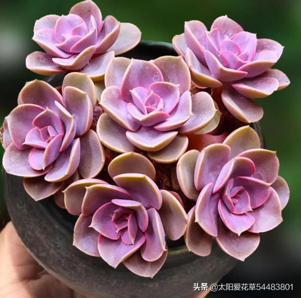 9種口碑非常好的多肉,易養護,出狀態又仙又美 9種口碑非常好的多肉,易養護,出狀態又仙又美