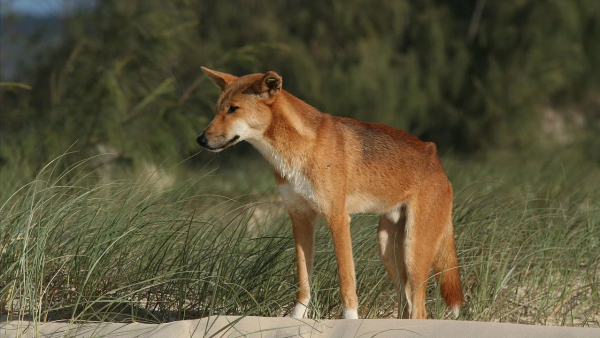 “村口大黃”到澳變身頂級殺手,吃袋鼠偷綿羊讓人頭疼,憑什麼? “村口大黃”到澳變身頂級殺手,吃袋鼠偷綿羊讓人頭疼,憑什麼?