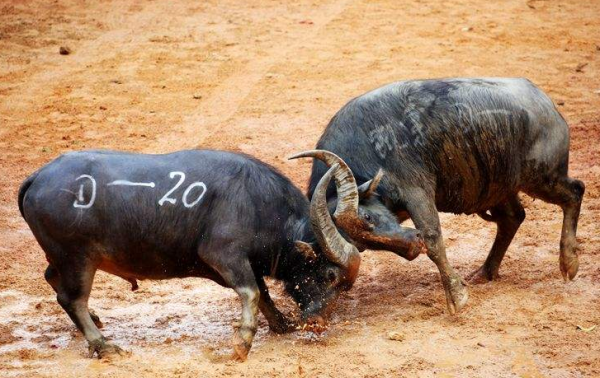 我國境內有個“古羅馬村”，村民棕發藍眼，卻被歸為漢族，為何？