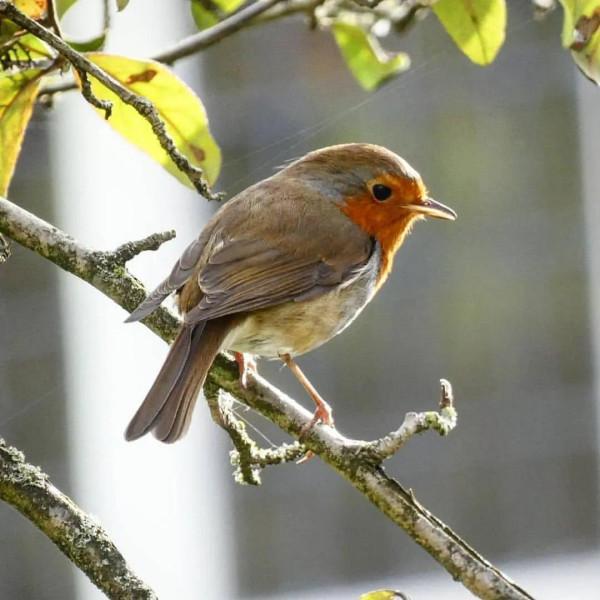 分享——最珍貴罕見的鳥