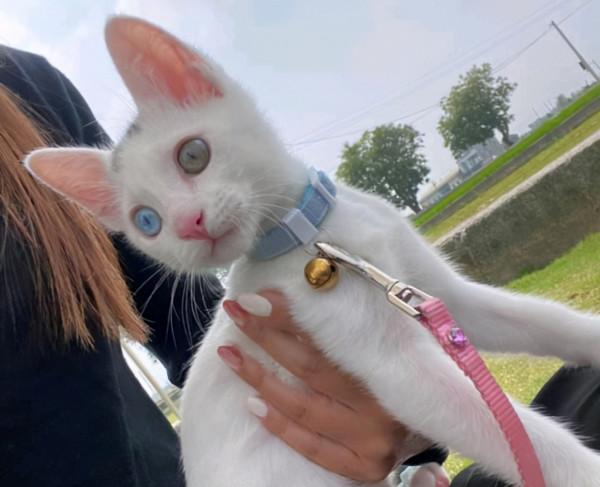 牆裡救出“爛眼”貓，養了3個月後睜開眼時：太可愛了吧？