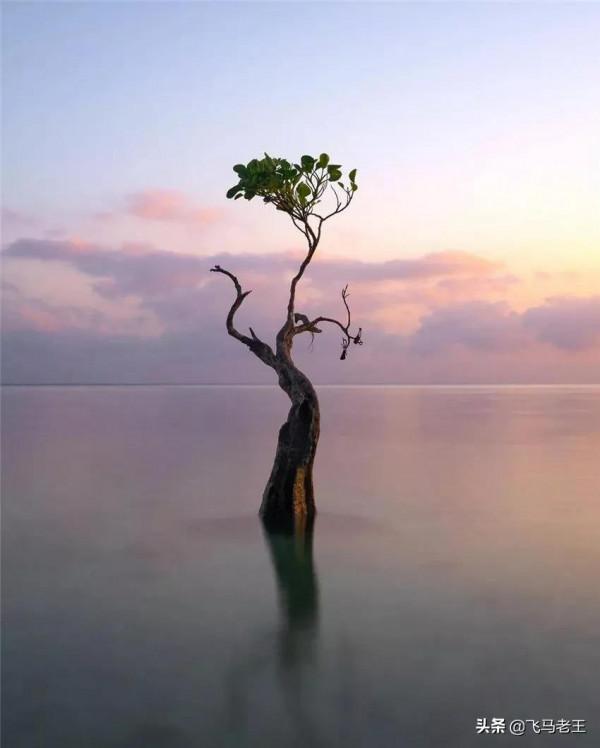 美景：松巴島東部沙灘上獨特的紅樹林和椰子樹