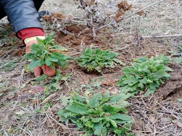 冬日裡的7種“野菜”,以前漫山遍野都是,現在也還是美味佳餚 冬日裡的7種“野菜”,以前漫山遍野都是,現在也還是美味佳餚