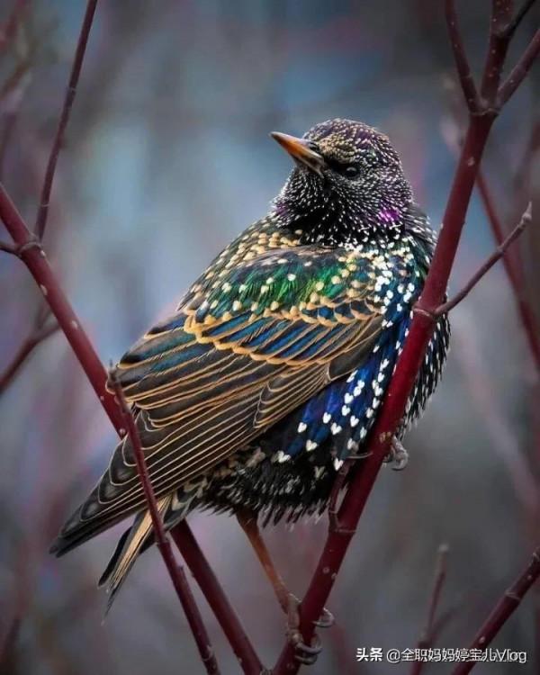 分享——35種罕見的鳥類