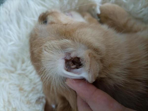 我那嫁入豪門的閨蜜竟然養了只流浪貓