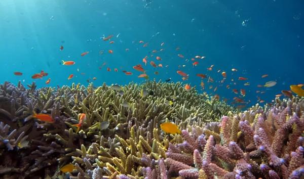 心臟的“動力之源”！常吃，延緩衰老、緩解疲勞、提高免疫力