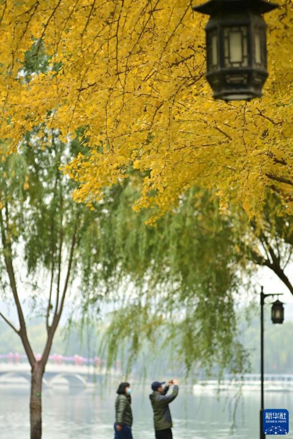 秋染京城 美景如畫