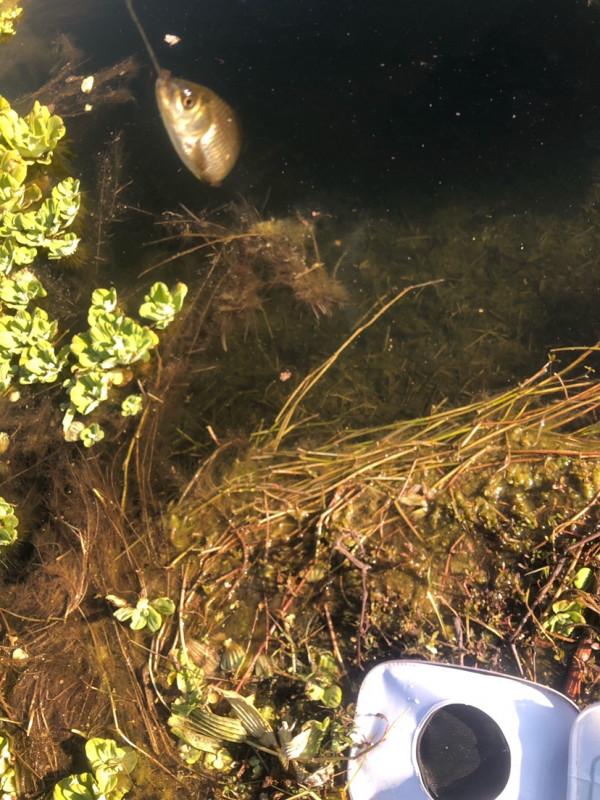 探索沼澤塘有驚無險,黃金小奶鯽齊上岸 探索沼澤塘有驚無險,黃金小奶鯽齊上岸