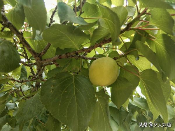 專屬於中年人的記憶—收音機