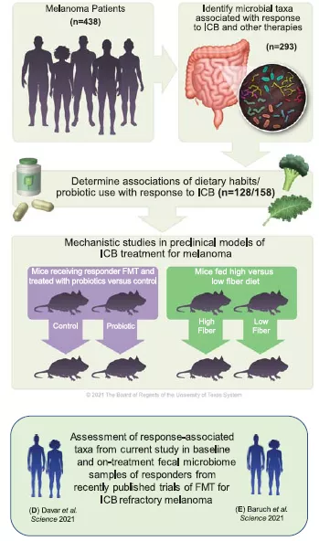 膳食纖維或益生菌對腸道菌群及黑色素瘤免疫治療反應的不同影響