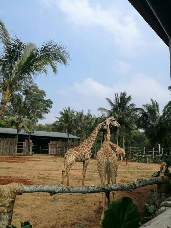 海南熱帶野生動物園好不好玩?需要注意哪些?看去過的人怎麼說? 海南熱帶野生動物園好不好玩?需要注意哪些?看去過的人怎麼說?