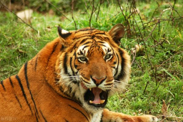 武松打虎情景再現:1996年琿春市農民金元國徒手打跑東北虎 武松打虎情景再現:1996年琿春市農民金元國徒手打跑東北虎