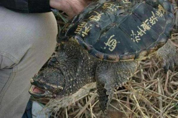 北美大鱷龜在我國多省出現,長江或已“失守”,吃貨能解決它嗎? 北美大鱷龜在我國多省出現,長江或已“失守”,吃貨能解決它嗎?