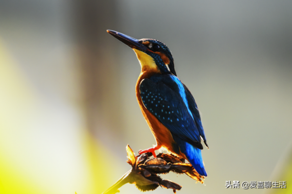 正月初八穀日節，關於稻穀的生長講給孩子們聽，尊重農業愛惜糧食