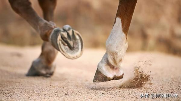 馬蹄鐵釘在馬掌上,馬會疼嗎? 馬蹄鐵釘在馬掌上,馬會疼嗎?