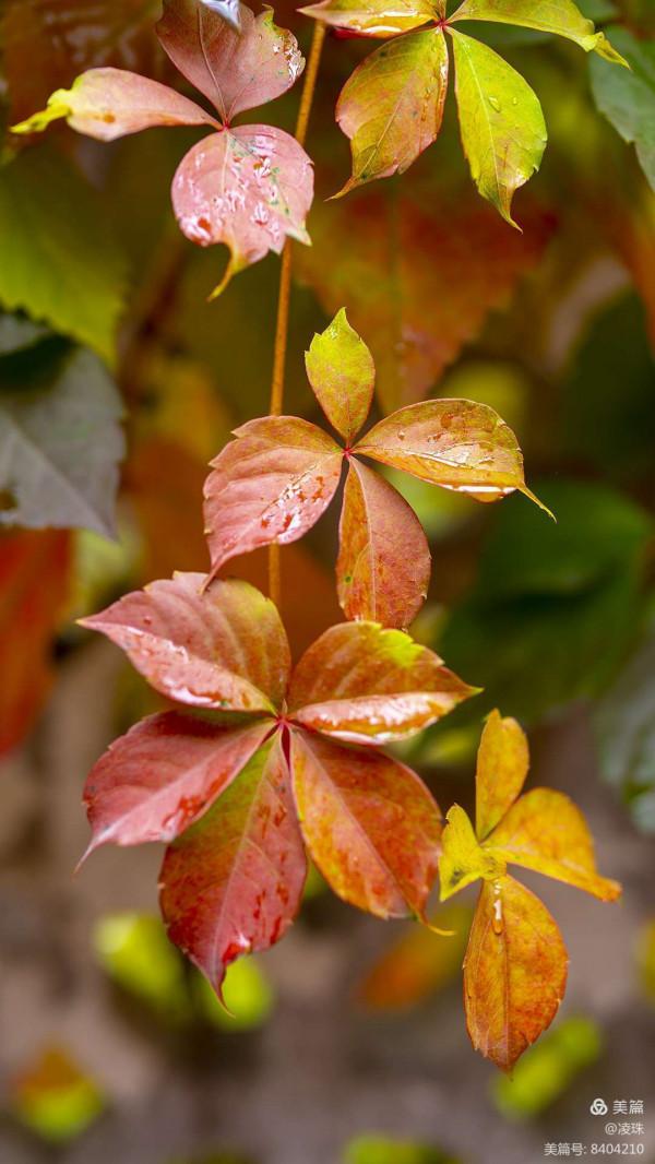 平朔公園的爬山虎