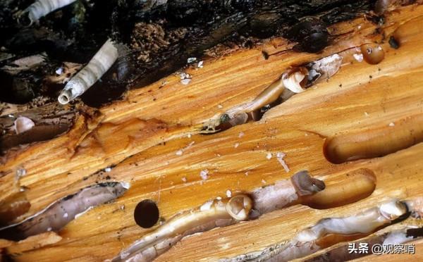 美國海軍的“天敵”，已花費數十億美元，依然難以根除的“藤壺”