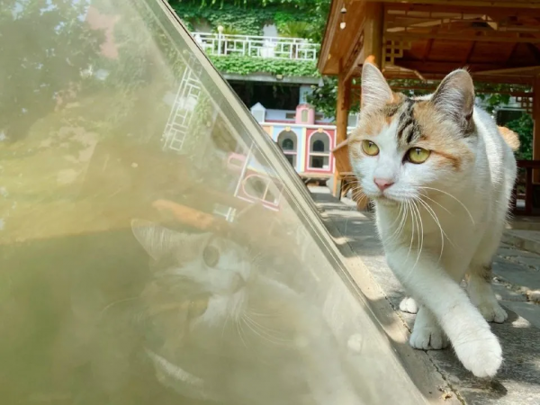 米麒麟:我掉缸怎麼了? 米麒麟:我掉缸怎麼了?