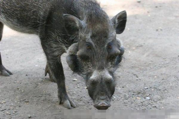 34張罕見動物照：烏龜衝上岸把鳥兒拖下水，山羊大口吞食小雞仔