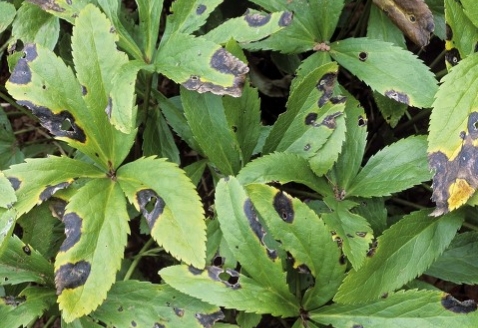 殺菌劑戊唑醇能治什麼病?防病時用量是多少?看完你就明白了 殺菌劑戊唑醇能治什麼病?防病時用量是多少?看完你就明白了