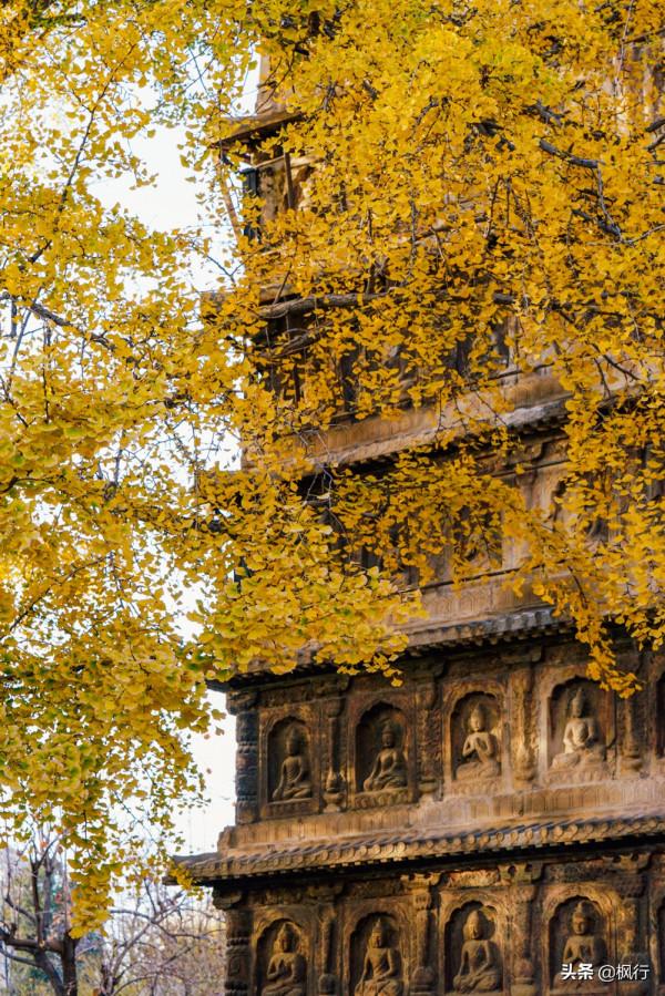 再有半個月，北京將迎來最美的季節，12個銀杏寶藏地，附機位攻略