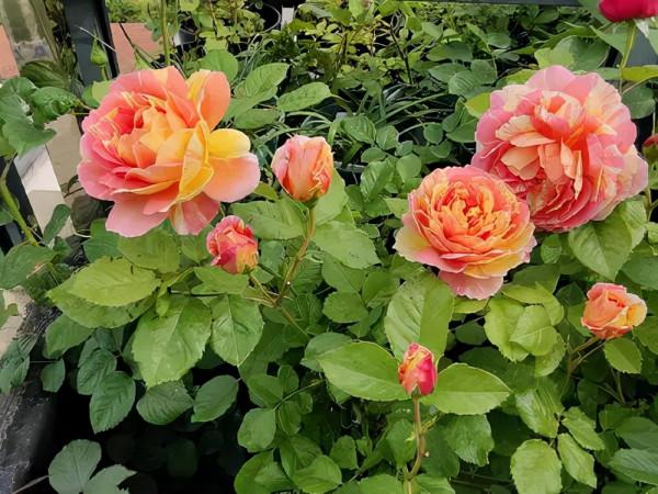 分享我養過的18種藤本月季,優缺點一目瞭然,比網上宣傳靠譜多了 分享我養過的18種藤本月季,優缺點一目瞭然,比網上宣傳靠譜多了