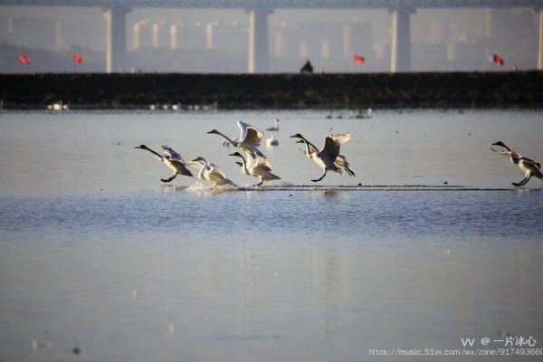 平陸：瑟瑟蒹葭伴雪花 久別嬌客回到家