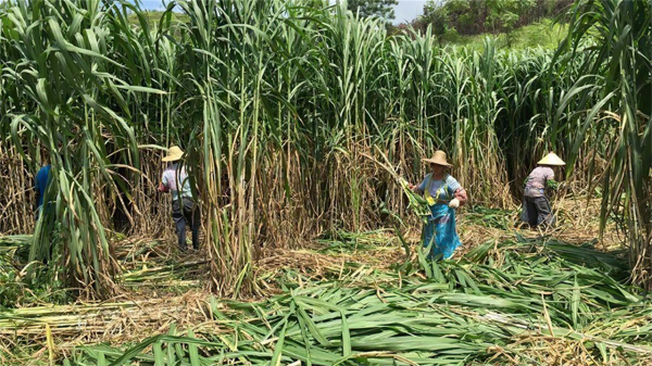 畝產30噸，種一次能收割15年！種植巨菌草真的可以賺錢嗎？