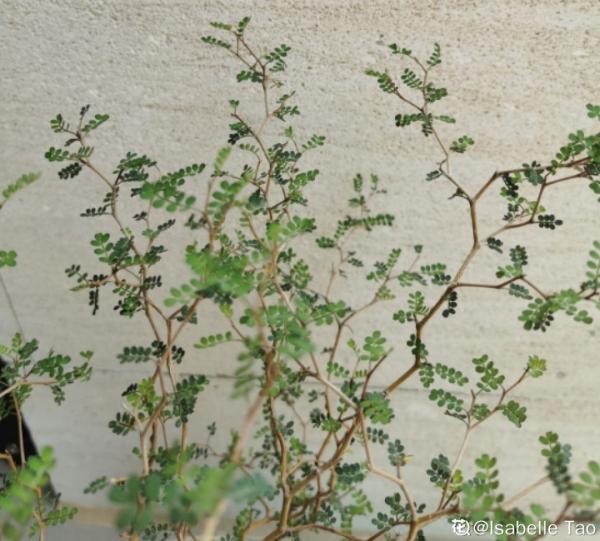 家裡別隻養綠蘿，15種精緻耐陰花，光照不好也能長很美