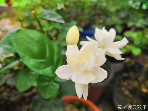 高溫環境下養花,要選對品種,可以試試這6種 高溫環境下養花,要選對品種,可以試試這6種