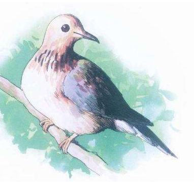 “嗓之眼”最大的鴿子小笠原雜色林鴿，和能“復活”的白喉秧雞