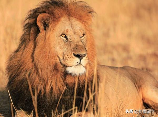 從外交官到“中國獅子王”，他深入非洲14年，只為解鎖這些秘密