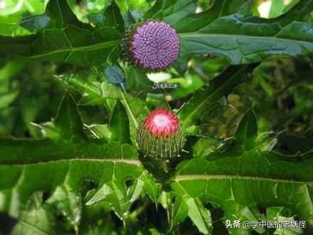 每天學習一味中藥——大薊