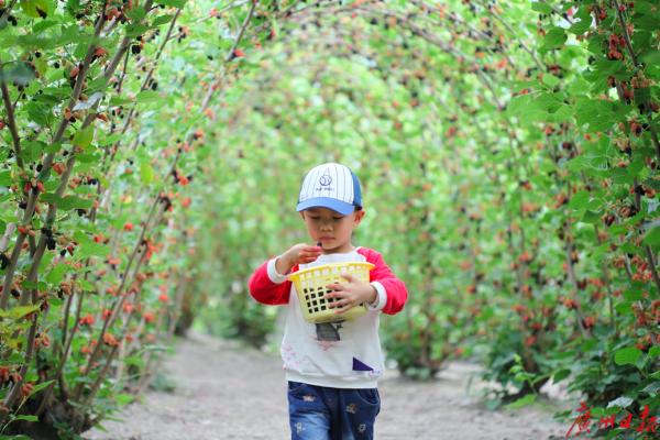 豐收九月，廣州從化瓜果飄香