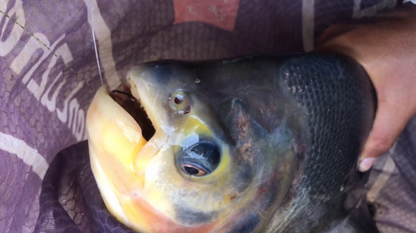 廣州一男子遇上“剪刀魚”,鋼絲線都被咬斷,守了5天才釣上岸 廣州一男子遇上“剪刀魚”,鋼絲線都被咬斷,守了5天才釣上岸