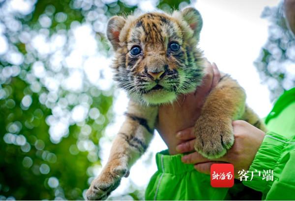 被可愛到了！海南“萌虎”出動鬧元宵