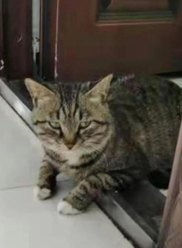 我們的新同事：“物業貓”