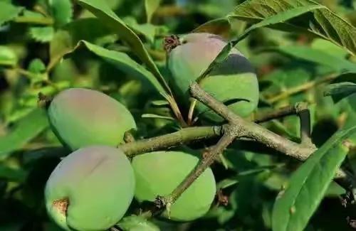 40種野果,滿滿都是兒時的味道 40種野果,滿滿都是兒時的味道