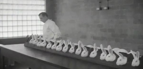 新冠疫苗必須經它檢測才能上市!可愛鱟鱟,守護人類健康 新冠疫苗必須經它檢測才能上市!可愛鱟鱟,守護人類健康