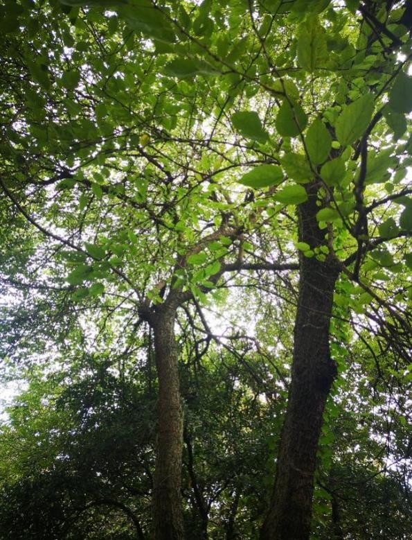 別翻書!馬上告訴我,古人都用哪些植物造紙? 別翻書!馬上告訴我,古人都用哪些植物造紙?