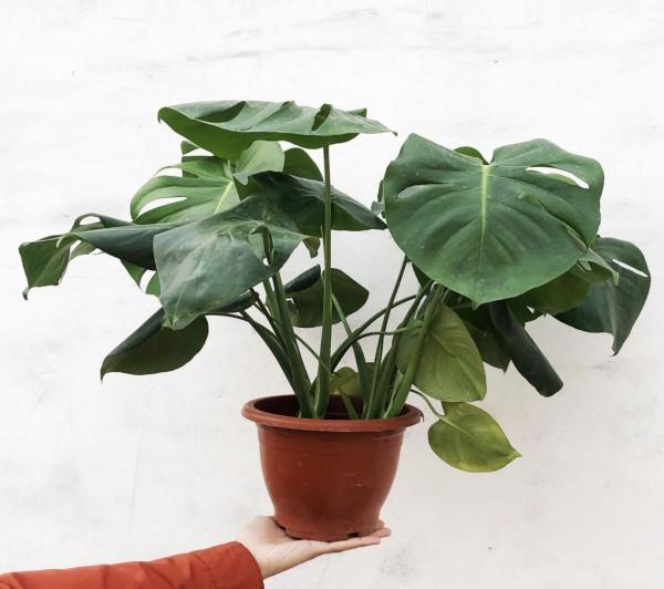 澆花，用好這4種“水”，效果就像打了激素，刺激植物瘋長