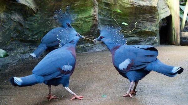 華麗的維多利亞冠鳩