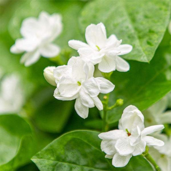 立春養茉莉花，做到5&OpenCurlyDoubleQuote;不要&rdquo;，夏天開花時，更容易開爆盆