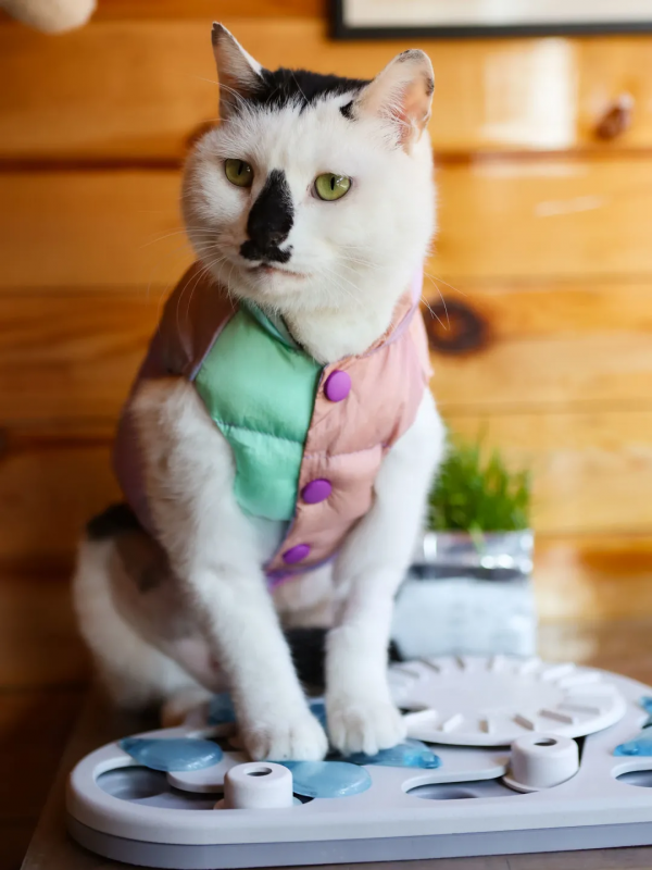 穿上馬甲我就不認識你了？