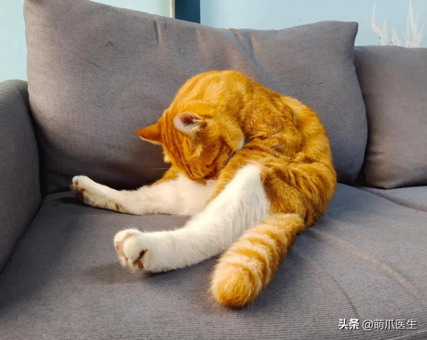 這隻貓餓了三天後，突然對我張開了“血盆大口”？