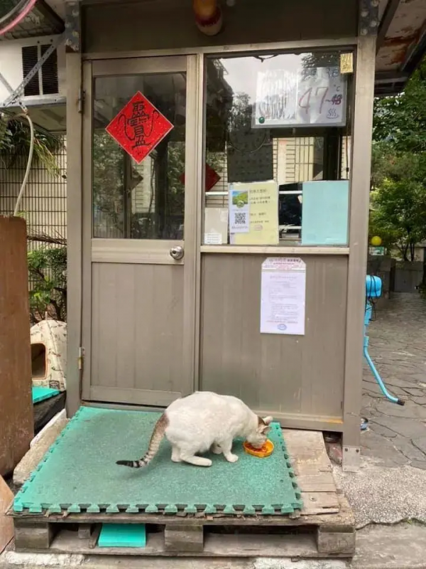 成為社群一霸的流浪貓,被保安大叔收服,還混了個編制 成為社群一霸的流浪貓,被保安大叔收服,還混了個編制