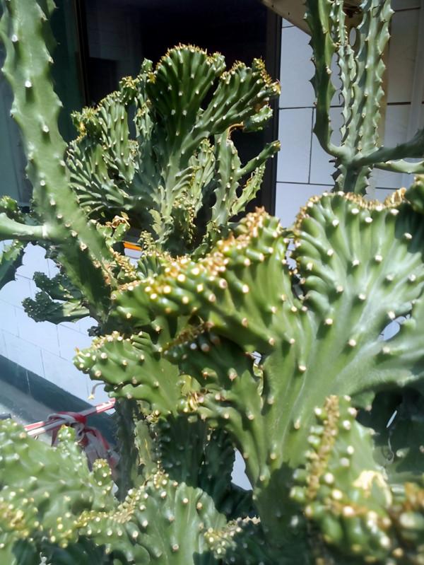 玉麒麟的生長奧秘 玉麒麟的生長奧秘