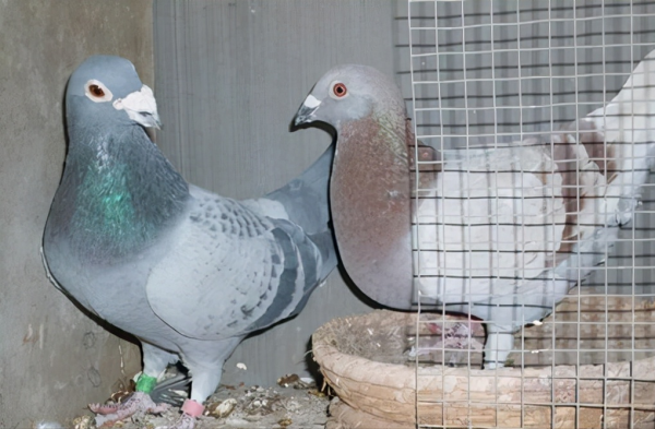 如何更好地儲存鴿子蛋? 如何更好地儲存鴿子蛋?