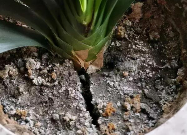 養花盆土硬邦邦?澆點“軟化水”,土壤肥沃營養足,鬆軟如麵包 養花盆土硬邦邦?澆點“軟化水”,土壤肥沃營養足,鬆軟如麵包