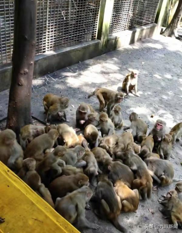 解封后首個假期的張家界景區:客棧關門空轉,導遊轉行想進電子廠打工,無奈四處限電 解封后首個假期的張家界景區:客棧關門空轉,導遊轉行想進電子廠打工,無奈四處限電